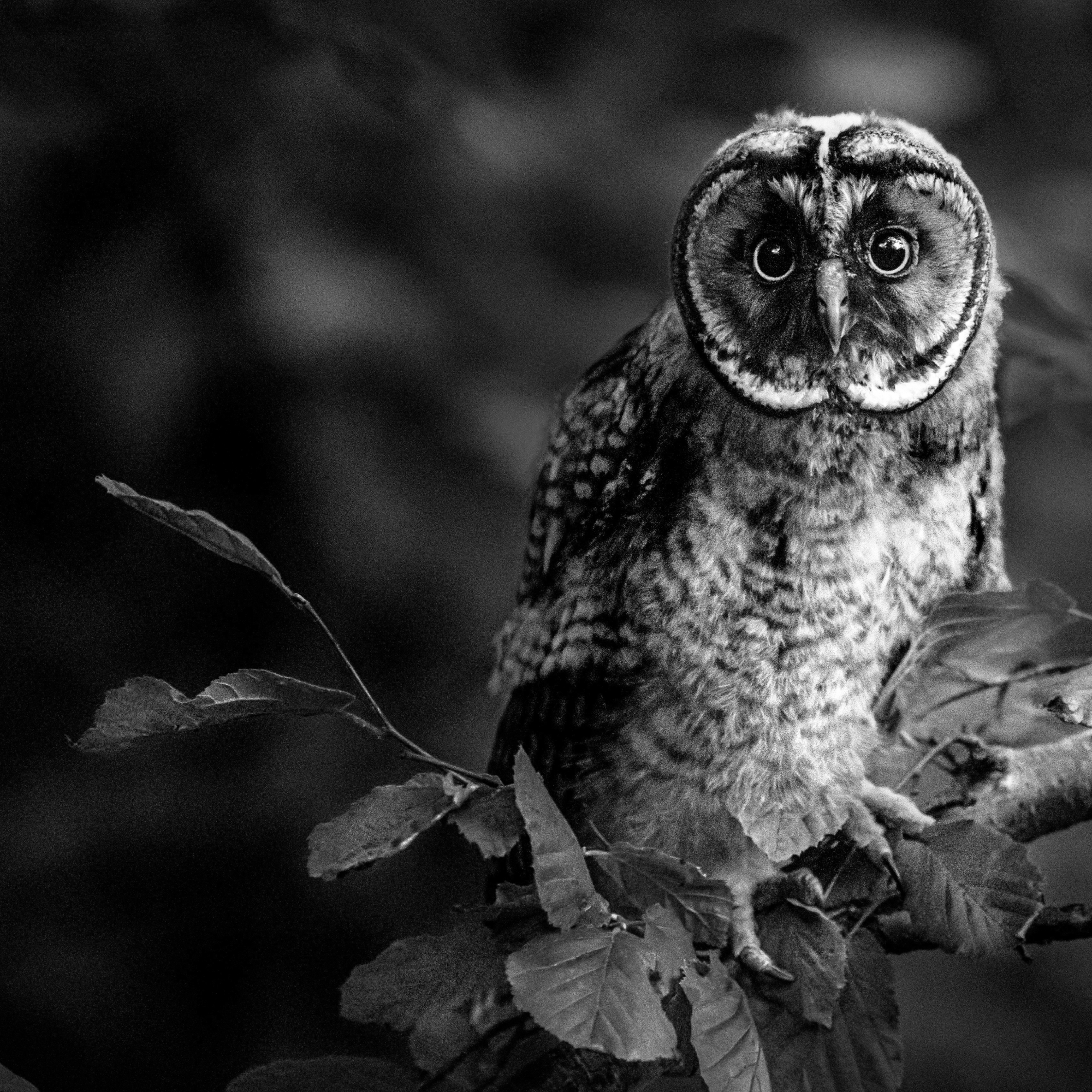 2000x2000_CORSI_OPENDAYS_BV_SDN_3_2000x2000